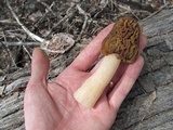 Verpa bohemica image