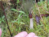 Verpa conica image
