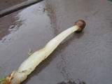 Verpa conica image