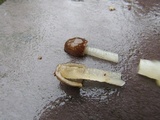 Verpa conica image