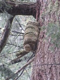 Fomitopsis officinalis image