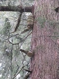 Fomitopsis officinalis image
