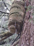 Fomitopsis officinalis image