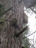 Fomitopsis officinalis image
