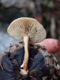 Lentinellus cystidiosus image