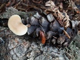 Lentinellus cystidiosus image