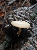 Lentinellus cystidiosus image