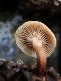 Lentinellus cystidiosus image