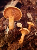Hygrophoropsis aurantiaca image
