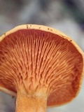 Hygrophoropsis aurantiaca image
