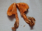 Hygrophoropsis aurantiaca image