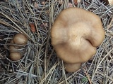 Lyophyllum infumatum image
