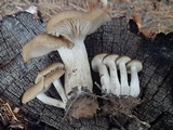 Lyophyllum infumatum image