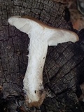 Lyophyllum infumatum image