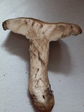 Lyophyllum infumatum image