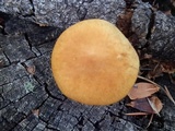Gymnopilus bellulus image