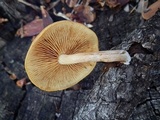 Gymnopilus bellulus image