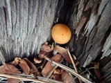Gymnopilus bellulus image