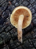Gymnopilus bellulus image