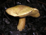 Suillus tomentosus image