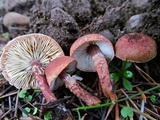 Cystodermella granulosa image