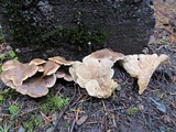 Tapinella panuoides image