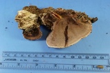 Nigroporus vinosus image