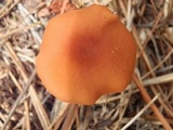 Laccaria trichodermophora image