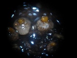Pseudotrichia viburnicola image