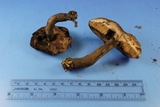 Tylopilus griseocarneus image