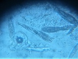 Pseudotrichia viburnicola image