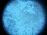 Pseudotrichia viburnicola image