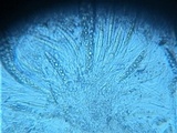 Pseudotrichia viburnicola image