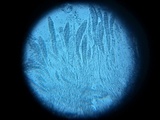 Pseudotrichia viburnicola image