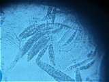 Pseudotrichia viburnicola image