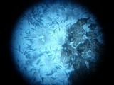 Pseudotrichia viburnicola image