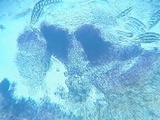 Pseudotrichia viburnicola image