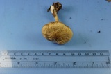 Leccinellum albellum image