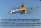 Leccinellum albellum image