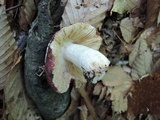 Russula vinacea image