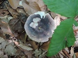 Russula ionochlora image