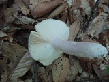 Russula ionochlora image
