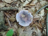 Russula ionochlora image
