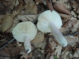 Russula ionochlora image