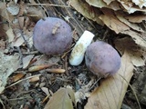 Russula ionochlora image