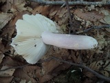Russula ionochlora image