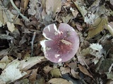 Russula vinosobrunnea image