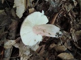 Russula vinosobrunnea image