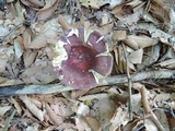Russula vinosobrunnea image