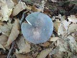 Russula ionochlora image